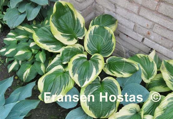 Hosta Lollapalooza